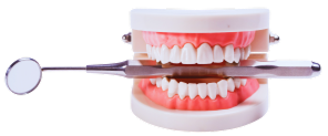 Teeth Model
